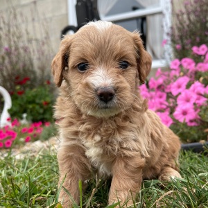 Goldendoodle Puppy Gilbert