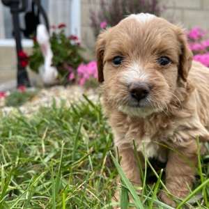 Goldendoodle Puppy Gilbert