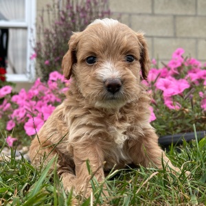 Goldendoodle Puppy Gilbert
