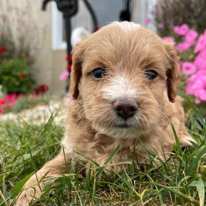 Goldendoodle Puppy Gilbert