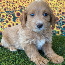 Goldendoodle Puppy Gilbert