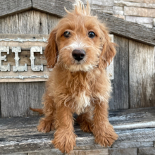 Goldendoodle Puppy Gilbert