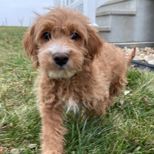 Goldendoodle Puppy Gilbert