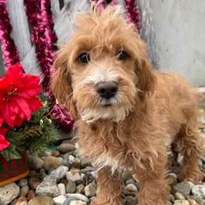 Goldendoodle Puppy Gilbert