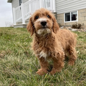 Goldendoodle Puppy Gilbert