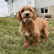 Goldendoodle Puppy Gilbert