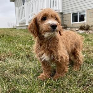 Goldendoodle Puppy Gilbert
