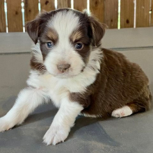 Australian Shepherd Puppy Tater