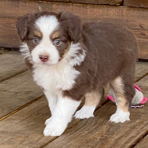Australian Shepherd Puppy Tater