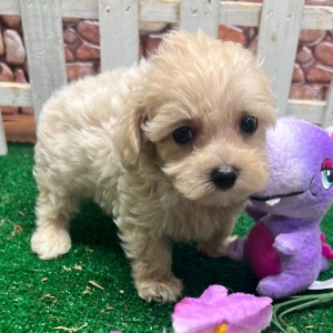 Maltipoo Puppy Jill