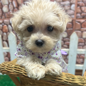 Maltipoo Puppy Jill