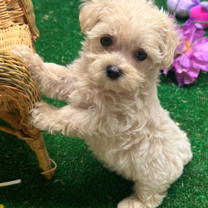 Maltipoo Puppy Jill