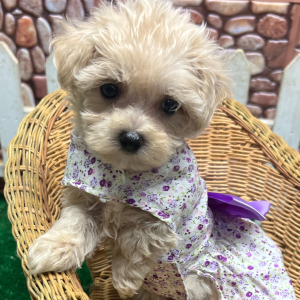 Maltipoo Puppy Jill