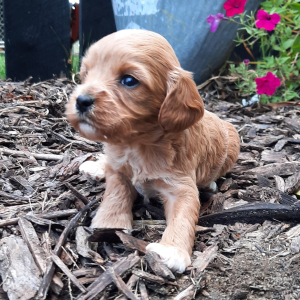 Cavapoo Puppy Hope