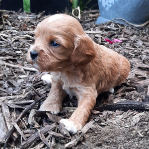 Cavapoo Puppy Hope