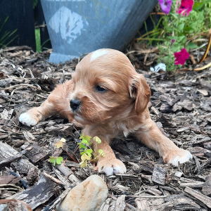 Cavapoo Puppy Hope