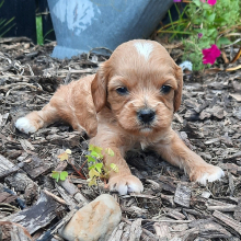 Cavapoo Puppy Hope