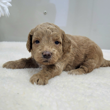 Goldendoodle Puppy Paige