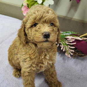 Goldendoodle Puppy Paige