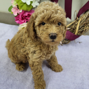 Goldendoodle Puppy Paige