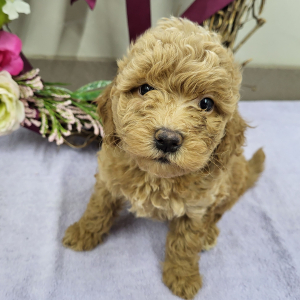 Goldendoodle Puppy Paige