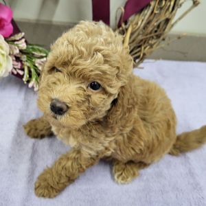 Goldendoodle Puppy Paige