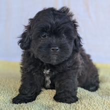 Peekapoo Puppy Prince