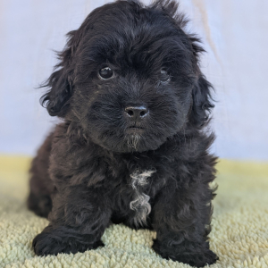 Peekapoo Puppy Prince