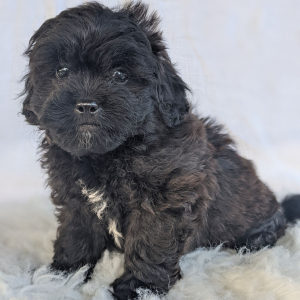 Peekapoo Puppy Prince