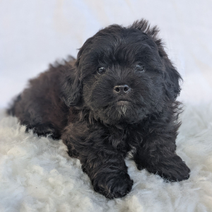 Peekapoo Puppy Prince