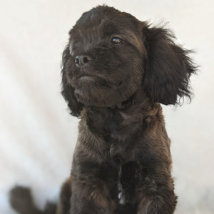 Peekapoo Puppy Prince