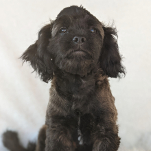 Peekapoo Puppy Prince
