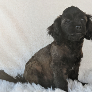 Peekapoo Puppy Prince