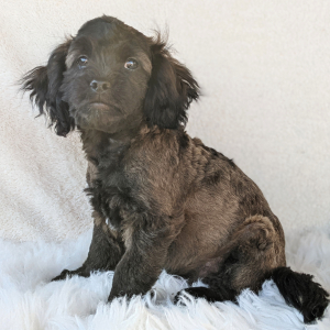 Peekapoo Puppy Prince