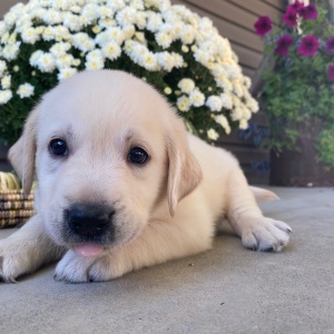 Labrador Retriever Puppy Solomon