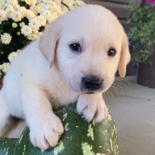 Labrador Retriever Puppy Solomon