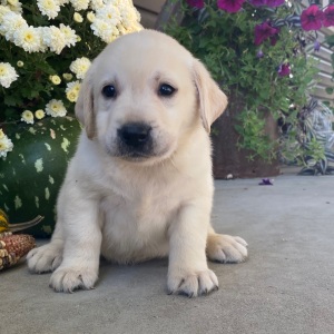 Labrador Retriever Puppy Solomon