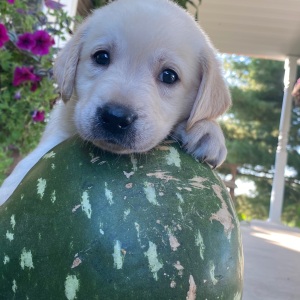 Labrador Retriever Puppy Solomon