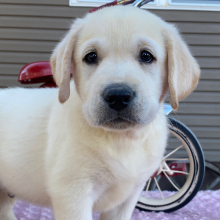 Labrador Retriever Puppy Solomon