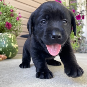Labrador Retriever Puppy Tasha