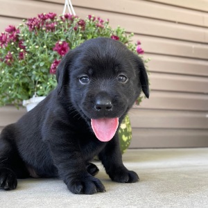 Labrador Retriever Puppy Tasha