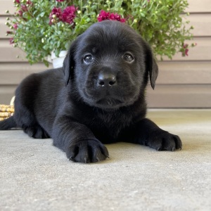 Labrador Retriever Puppy Tasha
