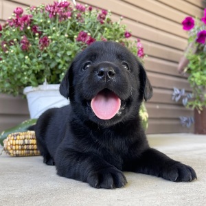 Labrador Retriever Puppy Tasha
