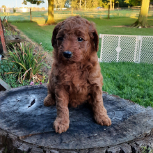 Poodle Puppy Braylee