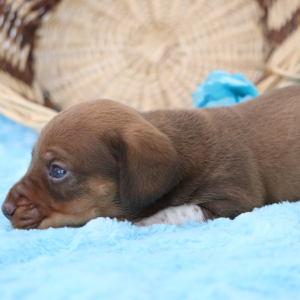 Dachshund Puppy Dynamite
