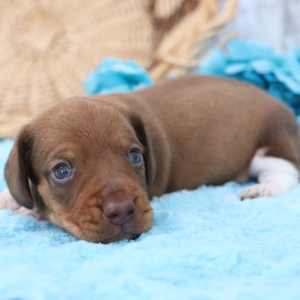 Dachshund Puppy Dynamite