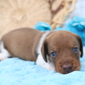 Dachshund Puppy Dynamite