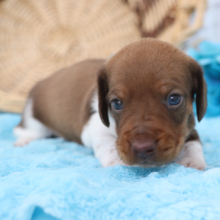 Dachshund Puppy Dynamite