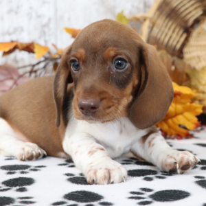 Dachshund Puppy Dynamite