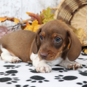 Dachshund Puppy Dynamite
